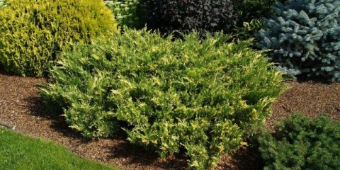 Juniper cossack variegata